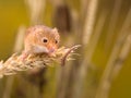 Harvest Mouse in wheat field Royalty Free Stock Photo