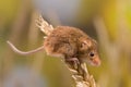 Harvest Mouse on wheat twig Royalty Free Stock Photo