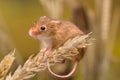 Harvest Mouse on wheat ore Royalty Free Stock Photo