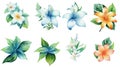 Micronesian Floral Collection on a Clean White Background with Sharp Lines Royalty Free Stock Photo