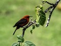 A Micronesian myzomela on a branch in Chuuk State Royalty Free Stock Photo