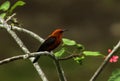 A Micronesian myzomela on a branch in Chuuk State Royalty Free Stock Photo