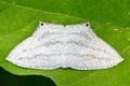 Micronia Aculeata white moth Royalty Free Stock Photo