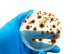 Microorganisms on the agar plate Royalty Free Stock Photo