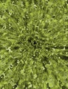 Microorganisms background 01