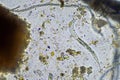 Microorganisms and biology in Compost and soil sample under the microscope Royalty Free Stock Photo