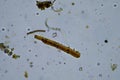 Microorganisms and biology in Compost and soil sample under the microscope Royalty Free Stock Photo