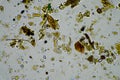 Microorganisms and biology in Compost and soil sample under the microscope Royalty Free Stock Photo