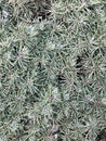 microphoto of a blue juniper with small bumps Royalty Free Stock Photo