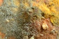 Microphoto of mould cultures on white bread Royalty Free Stock Photo