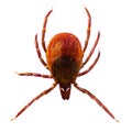 Microphoto of a Tick Ixodes Ricinus