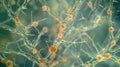 Microphotograph of mycorrhizal fungi a symbiotic organism that forms a network around plant roots aiding in nutrient