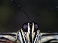 Microphotography of a black and white insect