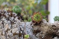 Microphotography of nature in Bosnia and Herzegovina