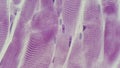 Microphotography striated muscle