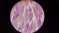 Microphotography striated muscle