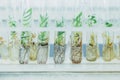 Microplants of cloned willows Salix in test tubes with nutrient medium. Micropropagation technology in vitro