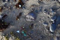 Microplastics on a beach. Famara Beach, Lanzarote