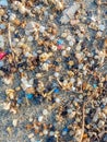 Microplastics found on the shore of a beach in Lanzarote. Sea pollution by plastic. vertical Royalty Free Stock Photo