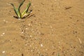 Microplastics on Sand Beach