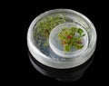 Micropropagation of Sundew in petri dish