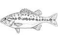 Micropterus henshalli or Alabama bass  Freshwater Fish Cartoon Drawing Royalty Free Stock Photo