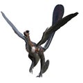 Microraptor dinosaur 3D isolated