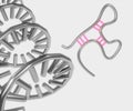 microRNA or miRNA is for RNA silencing and post-transcriptional regulation of gene expression