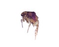 Microscope-Flea (Ctenocephalides) Royalty Free Stock Photo