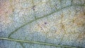 Microscope image of wisteria leaf