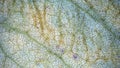 Microscope image of wisteria leaf