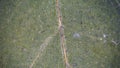 Microscope image of wisteria leaf