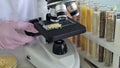 A microscope in a laboratory with millet of different groups. Testing for GMO in food products concept Royalty Free Stock Photo