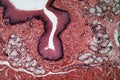 Microscope photo of esophagus cells of a dog