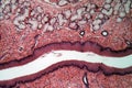 Microscope photo of esophagus cells of a dog