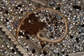 Microscope photo of a petrographic thin section of fossil fragments in a siliciclastic rock Royalty Free Stock Photo