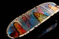microscope slide with colorful butterfly wing, showing intricate detail