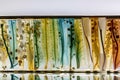 microscope slide with detailed view of plant stem, complete with cells and minutiae Royalty Free Stock Photo