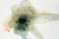 Microscope view of an amoeba Royalty Free Stock Photo