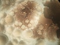 Microscope view of bacteria growing in beautiful fractal pattern structures Royalty Free Stock Photo