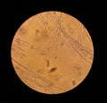 Microscope view of fungi mycelium filaments 40x increase