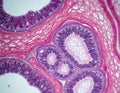 Microscope view of human colon tissue showing glandular structures, epithelial cells. Detailed cellular structure revealed in Royalty Free Stock Photo