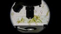 Organisms appear in shades of green and yellow, indicating chlor Royalty Free Stock Photo