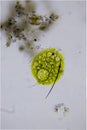 Microscopic algae microphotography