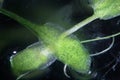Microscopic algae star duckweed or Lemna trisulca or Staurogeton trisulcus or Schur or ivy-leaved duckweed. Freshwater aquatic