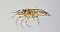 Microscopic amphipod Royalty Free Stock Photo