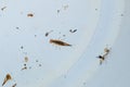 microscopic aquatic insects and debris in water sample.. Royalty Free Stock Photo