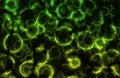 Microscopic Cell Organisms Abstract Background Royalty Free Stock Photo