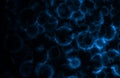 Microscopic Cell Organisms Abstract Background