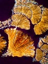 Microscopic crystals Royalty Free Stock Photo